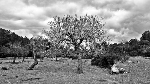 Bare trees on landscape against sky