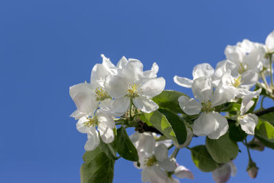 Close-up of white cherry blossoms against clear blue sky