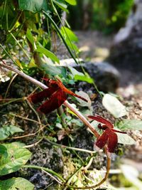 Close-up of red flower buds