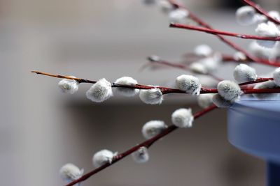 Close-up of snow on twig