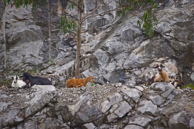 View of two cats on rock