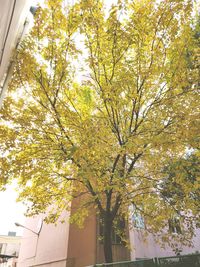 Low angle view of tree in city