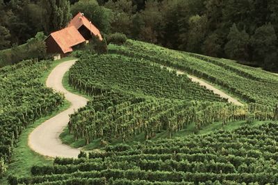 Scenic view of agricultural field