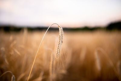 Close-up of stalks in field