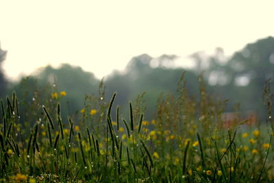 Yellow flowers growing in field