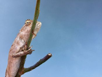 Close-up of lizard on tree against blue sky