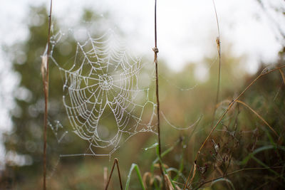 Close-up of spider web on plant