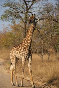 Giraffe standing in a tree