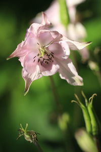 Close-up of wilted flower