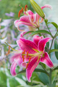 Close-up of pink flowering plant