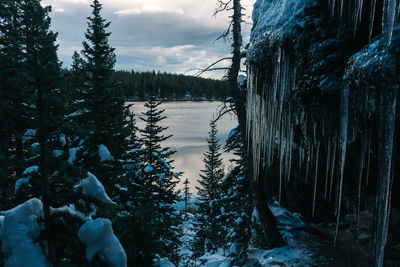 Pine trees in forest during winter