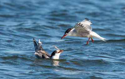 Bird swimming in lake