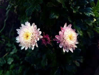 Close-up of flowers blooming outdoors