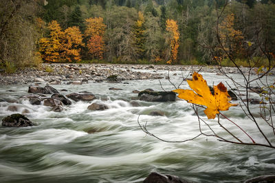 Yellow autumn tree in forest