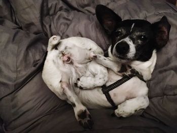 High angle view of dog relaxing on bed