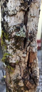 Close-up of lichen on tree trunk