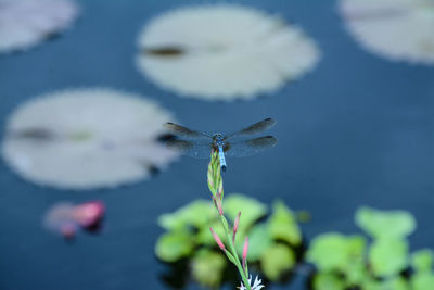 Close-up of dragonfly on plant near pond