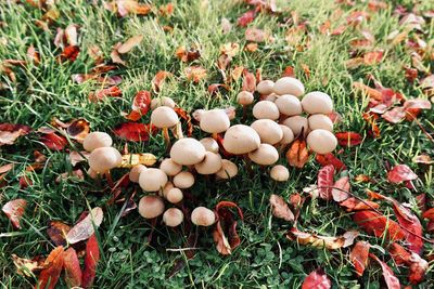 High angle view of mushrooms growing on field