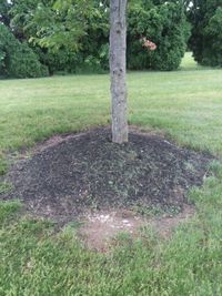 Trees growing in field