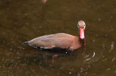 High angle view of swan swimming in lake