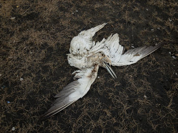 High angle view of animal skull on field