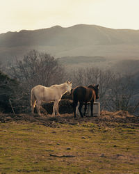 Horses standing on field