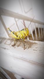 Close-up of insect on table