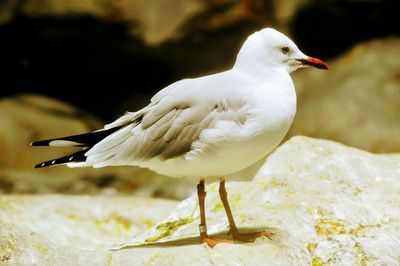 Close-up of seagull perching outdoors