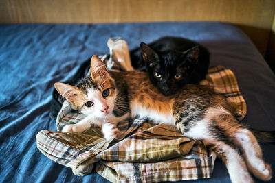 Two cat puppies one black and one white and orange looking into the camera