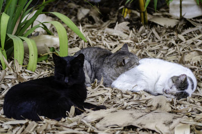 Cats relaxing on a land