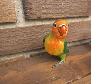 Close-up of parrot perching on wood