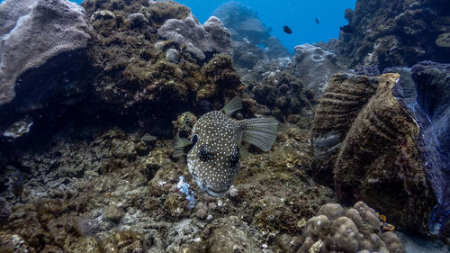 Fish swimming in sea