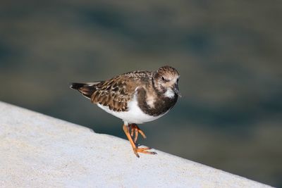 Close-up of bird perching outdoors