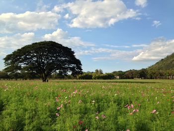 Plants growing on field