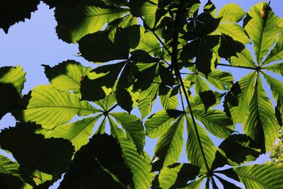 Low angle view of leaves against sky