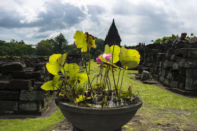 Yellow flowering plants by building against sky