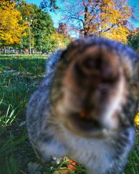 Close-up of cat on field