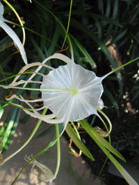 Close-up of white flower