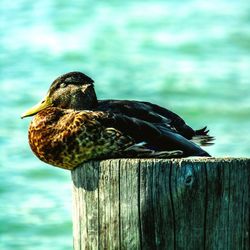 Close-up of bird perching on wooden post
