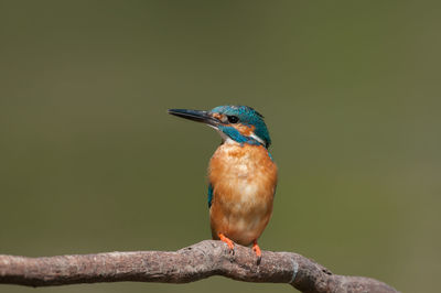 Close-up of bird perching on a branch