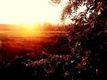 Sun shining through trees