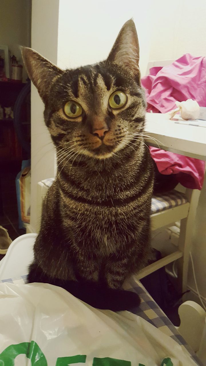 domestic cat, pets, domestic animals, animal themes, one animal, mammal, looking at camera, indoors, home interior, feline, no people, portrait, close-up, day