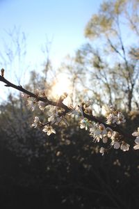 Low angle view of cherry blossom against sky