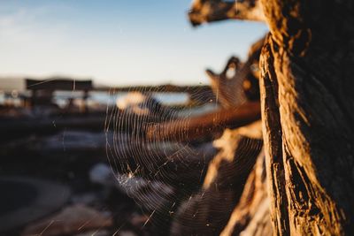 Close-up of spider web against sky