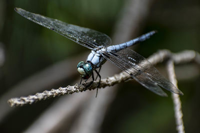 Close-up of insect on twig