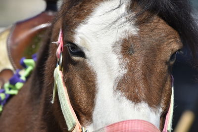 Close-up of cow