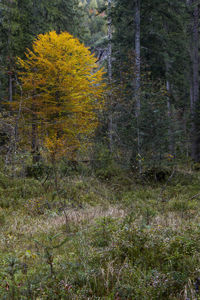 View of pine trees in forest