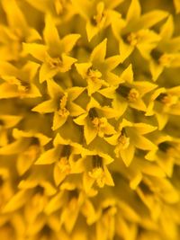 Close-up of yellow flowering plant