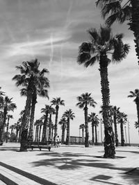 Palm trees on road against sky