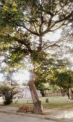 Trees on landscape against sky